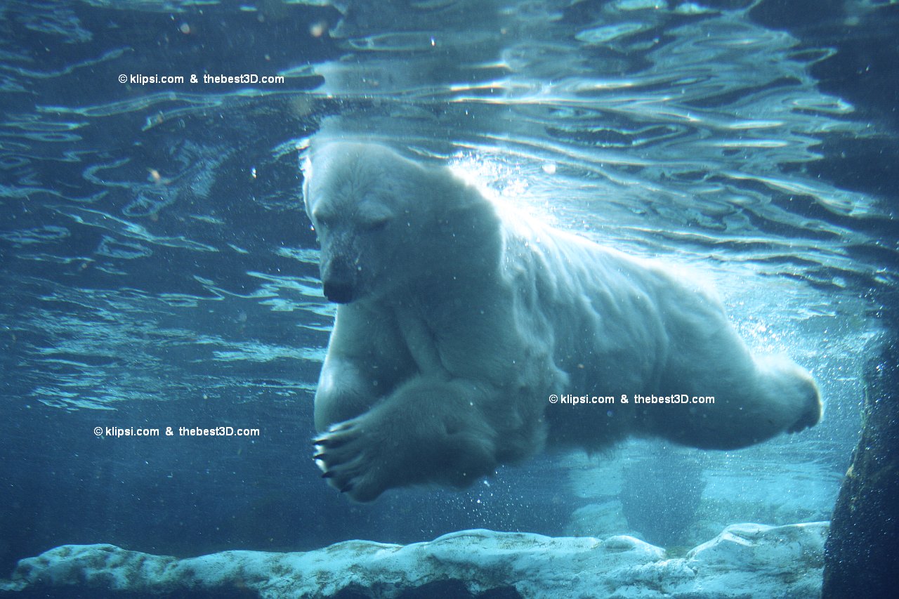 swimming_polar_bear.jpg